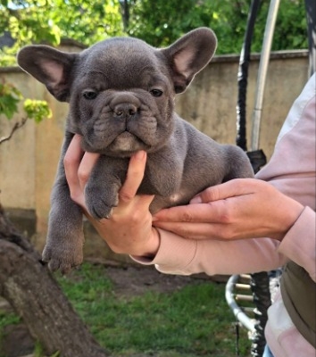 Ogłoszenie - Buldog francuski szczenięta sky blue. Zdjęcie 6