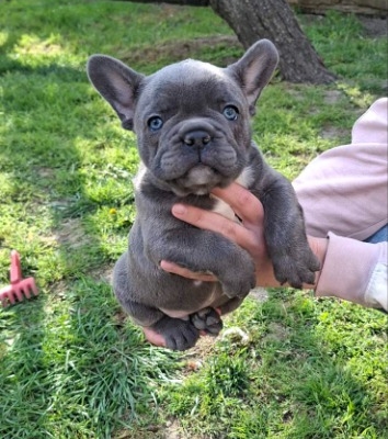 Ogłoszenie - Buldog francuski szczenięta sky blue. Zdjęcie 10