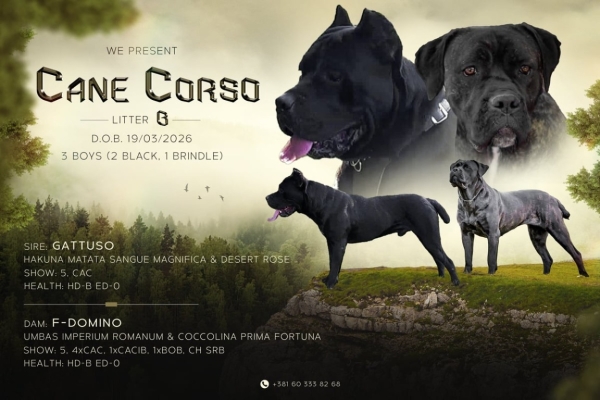 Ogłoszenie - Cane Corso piękne szczenięta. Zdjęcie 9