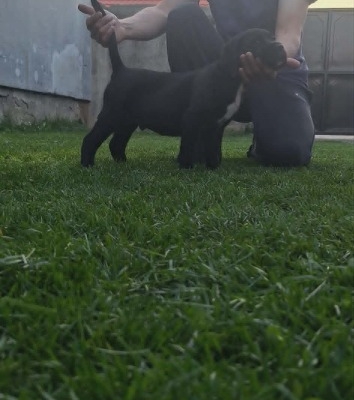 Ogłoszenie - Cane Corso piękne szczenięta. Zdjęcie 1