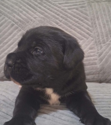Ogłoszenie - Cane Corso piękne szczenięta. Zdjęcie 2