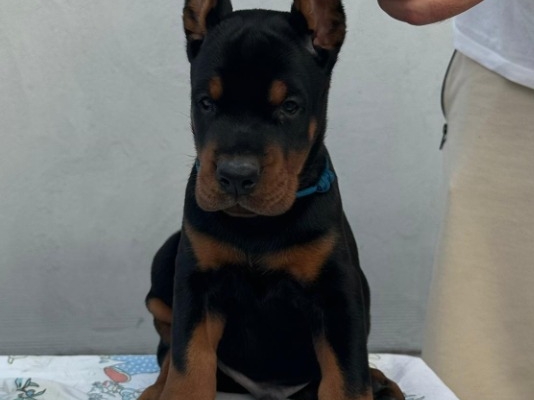 Ogłoszenie - Doberman – Szczenięta na sprzedaż. Zdjęcie 1
