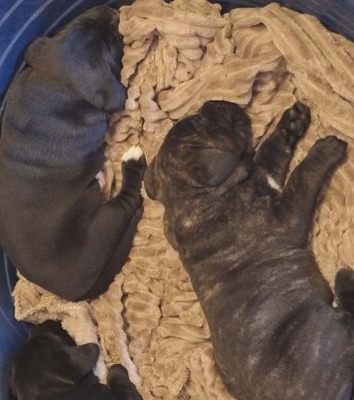 Ogłoszenie - Cane Corso piękne szczenięta. Zdjęcie 8