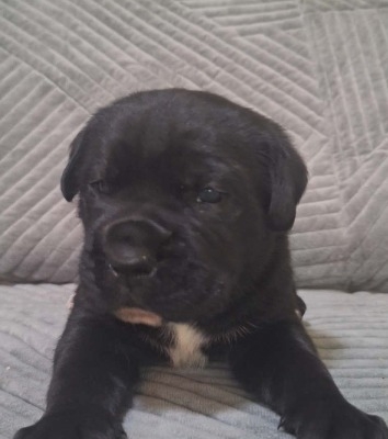 Ogłoszenie - Cane Corso piękne szczenięta. Zdjęcie 3