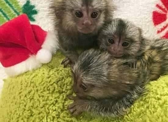 Ogłoszenie - Dostępny zdrowy samiec marmozety. Zdjęcie 1