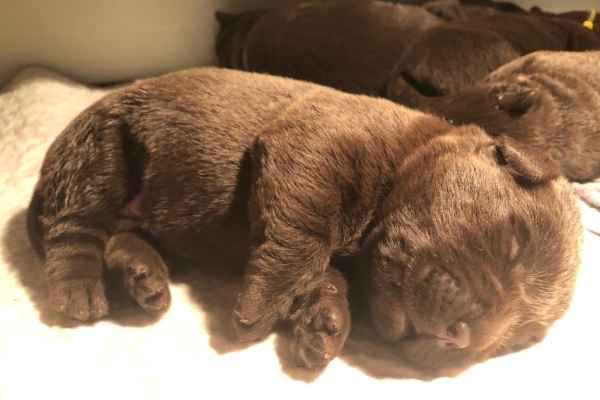 Ogłoszenie - Labrador Czekoladowy suczka. Zdjęcie 8