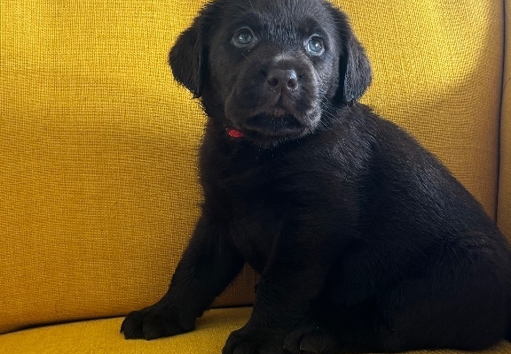 Ogłoszenie - Labrador Czekoladowy suczka. Zdjęcie 4