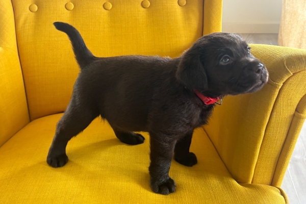 Ogłoszenie - Labrador Czekoladowy suczka. Zdjęcie 2