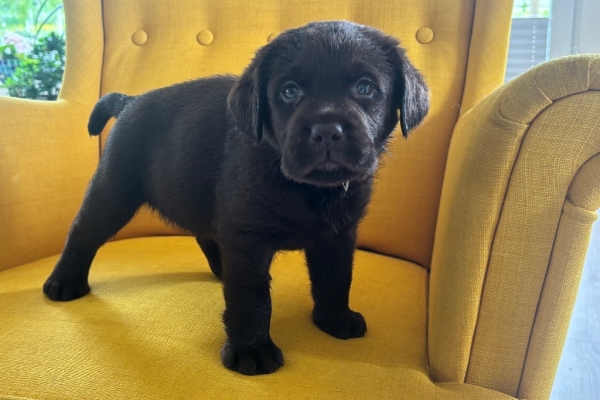 Ogłoszenie - Labrador Czekoladowy suczka. Zdjęcie 1