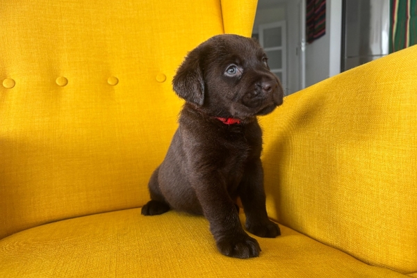 Ogłoszenie - Labrador Czekoladowy suczka. Zdjęcie 5