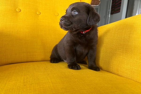 Ogłoszenie - Labrador Czekoladowy suczka. Zdjęcie 3