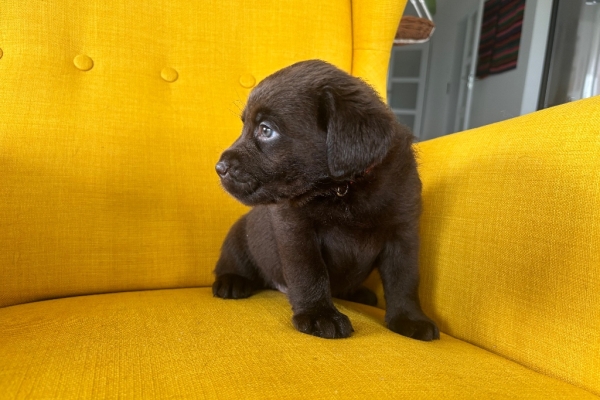 Ogłoszenie - Labrador Czekoladowy suczka. Zdjęcie 6