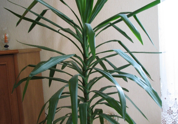Ogłoszenie - Juka – piękny, zdrowy, duży kwiat doniczkowy, 1,45 m. Zdjęcie 4