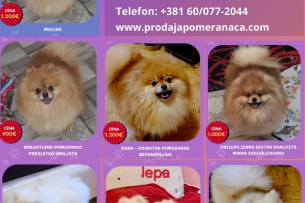 Ogłoszenie - Hodowla pomeranianów na sprzedaż. Zdjęcie 8