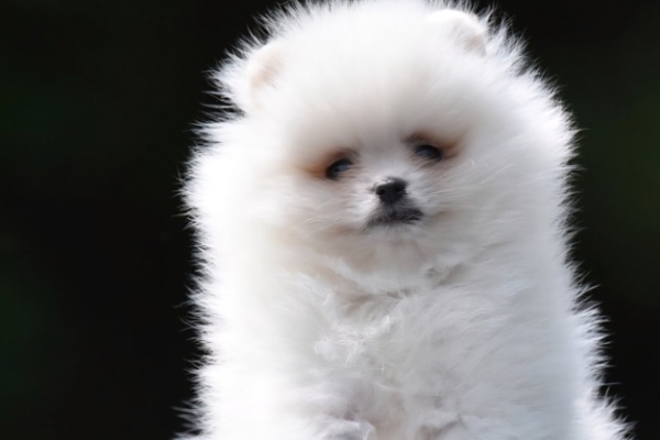 Ogłoszenie - Pomeranian Boo – przepiękne szczenięta. Zdjęcie 1