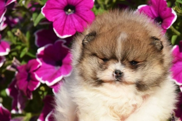 Ogłoszenie - Pomeranian Boo – przepiękne szczenięta. Zdjęcie 6