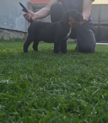 Ogłoszenie - Cane Corso piękne szczenięta. Zdjęcie 6