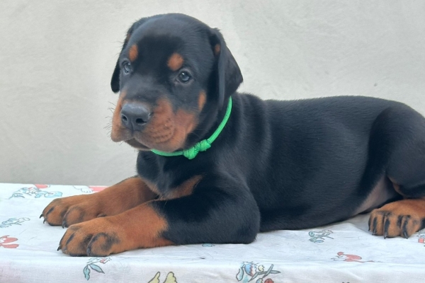 Ogłoszenie - Doberman – Szczenięta na sprzedaż. Zdjęcie 5