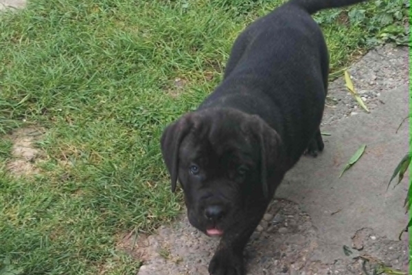Ogłoszenie - Cane Corso piękne szczenięta. Zdjęcie 10
