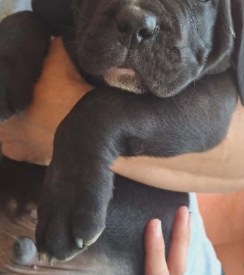Ogłoszenie - Cane Corso piękne szczenięta. Zdjęcie 4