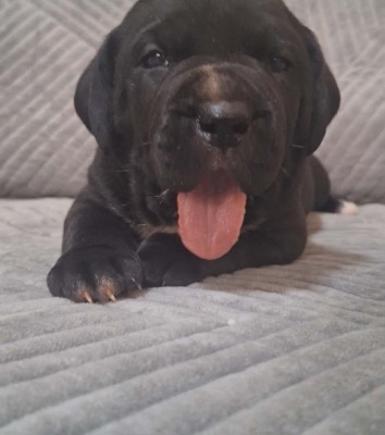 Ogłoszenie - Cane Corso piękne szczenięta. Zdjęcie 5