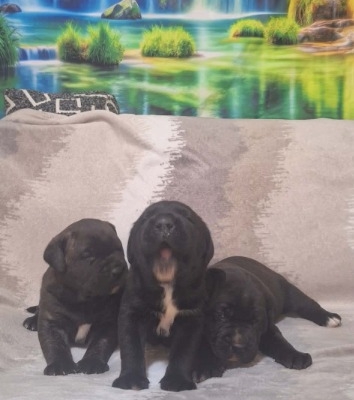 Ogłoszenie - Cane Corso piękne szczenięta. Zdjęcie 7