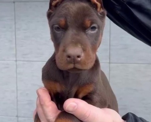 Ogłoszenie - Doberman – Szczenięta na sprzedaż. Zdjęcie 2