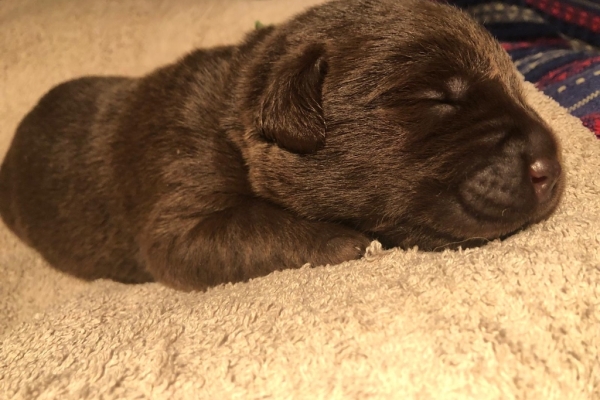 Ogłoszenie - Labrador Czekoladowy suczka. Zdjęcie 7