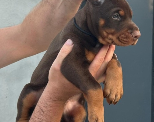 Ogłoszenie - Doberman – Szczenięta na sprzedaż. Zdjęcie 3