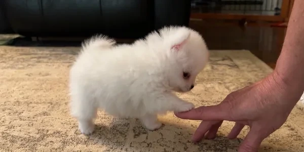 Ogłoszenie - Bezcenny biały szczeniak pomeraniana do adopcji. Zdjęcie 1