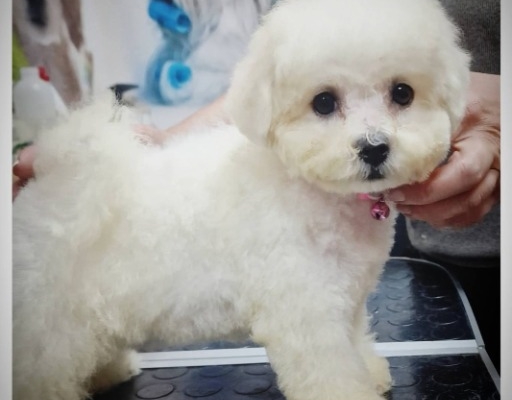 Ogłoszenie - Bichon Frise szczenięta. Zdjęcie 5