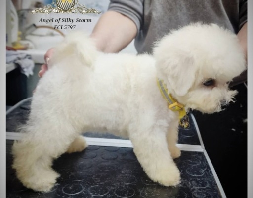 Ogłoszenie - Bichon Frise szczenięta. Zdjęcie 4