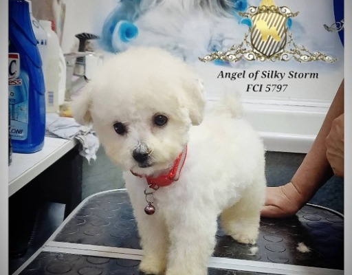 Ogłoszenie - Bichon Frise szczenięta. Zdjęcie 9