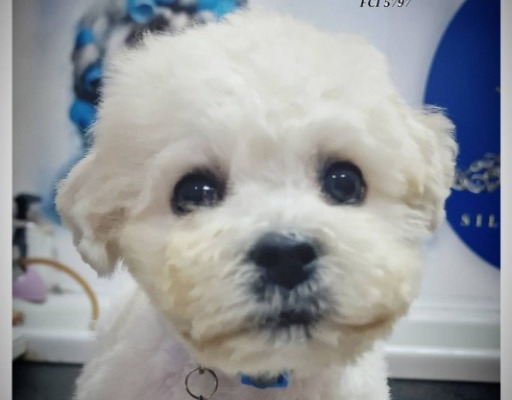 Ogłoszenie - Bichon Frise szczenięta. Zdjęcie 2