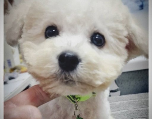Ogłoszenie - Bichon Frise szczenięta. Zdjęcie 3