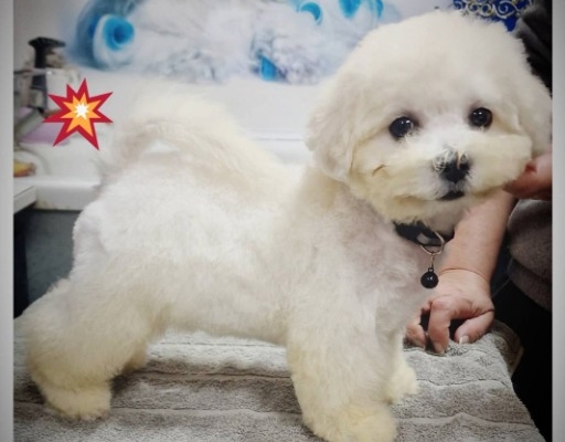 Ogłoszenie - Bichon Frise szczenięta. Zdjęcie 7
