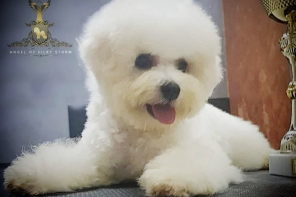 Ogłoszenie - Bichon Frise szczenięta. Zdjęcie 8