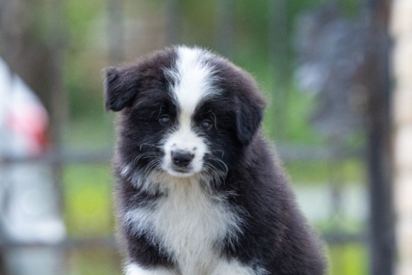 Ogłoszenie - Border Collie – Piękne szczenięta. Zdjęcie 1