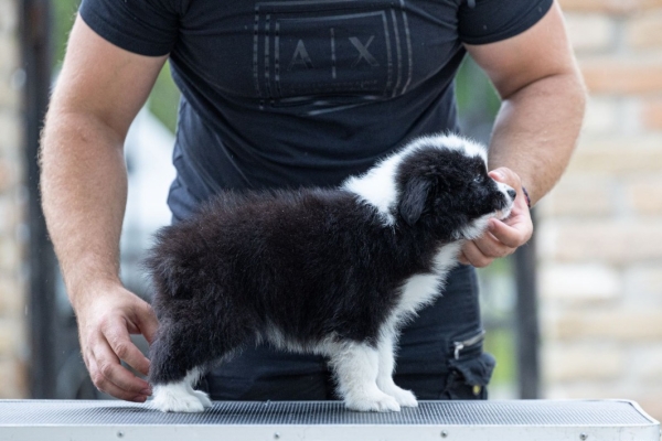 Ogłoszenie - Border Collie – Piękne szczenięta. Zdjęcie 3