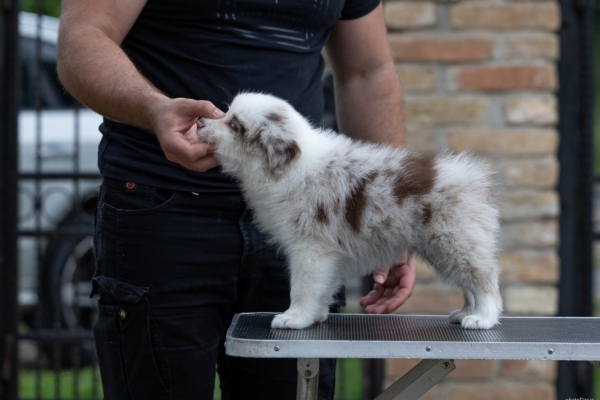 Ogłoszenie - Border Collie – Piękne szczenięta. Zdjęcie 8