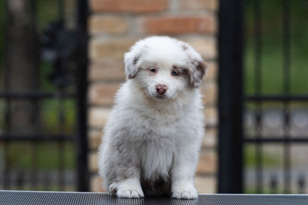 Ogłoszenie - Border Collie – Piękne szczenięta. Zdjęcie 4