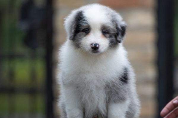 Ogłoszenie - Border Collie – Piękne szczenięta. Zdjęcie 2