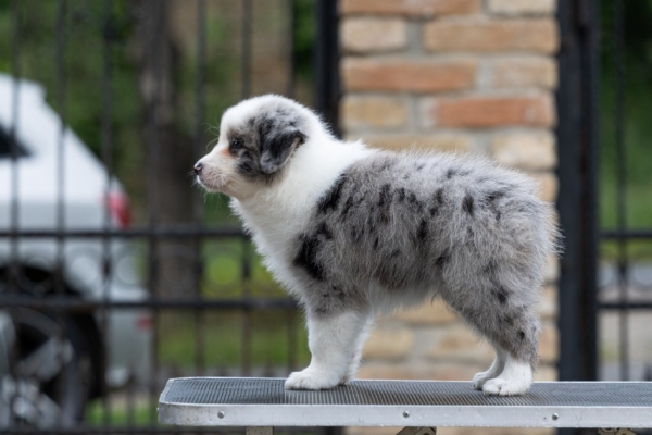Ogłoszenie - Border Collie – Piękne szczenięta. Zdjęcie 9