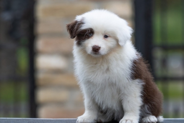 Ogłoszenie - Border Collie – Piękne szczenięta. Zdjęcie 5
