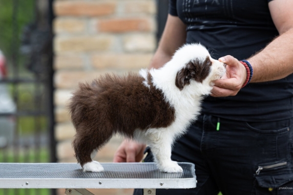 Ogłoszenie - Border Collie – Piękne szczenięta. Zdjęcie 10