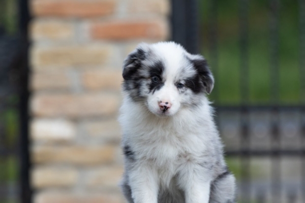 Ogłoszenie - Border Collie – Piękne szczenięta. Zdjęcie 6