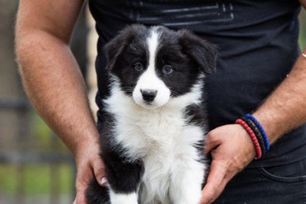Ogłoszenie - Border Collie – Piękne szczenięta. Zdjęcie 7