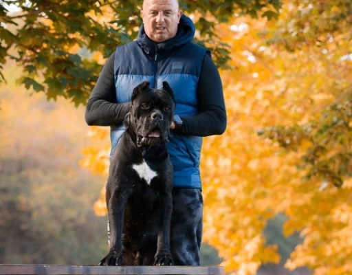 Ogłoszenie - Cane Corso – pies samiec na sprzedaż. Zdjęcie 3