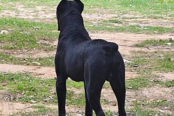 Ogłoszenie - Cane Corso – pies samiec na sprzedaż. Zdjęcie 7