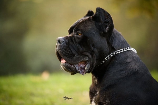 Ogłoszenie - Cane Corso – pies samiec na sprzedaż. Zdjęcie 4